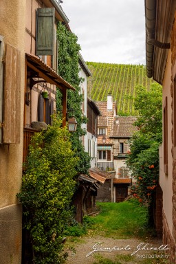 2023-08-09_Riquewihr-2476.jpg