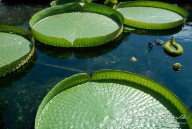 20020300_Orto_Botanico_Padova_019-2.jpg