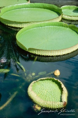 20020300_Orto_Botanico_Padova_020-2.jpg