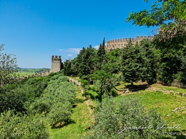 2023-06-11_Soave-121310.jpg