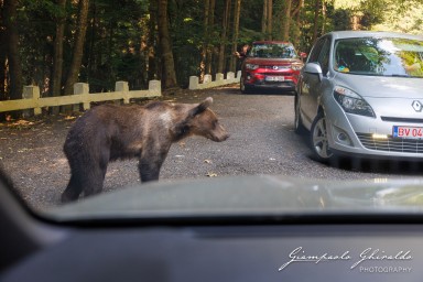 2024-08-19_Transfăgărășan-1481.jpg