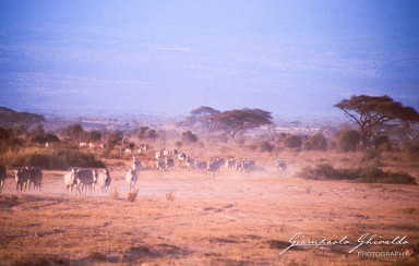 20030821_Kenya_082-2.jpg