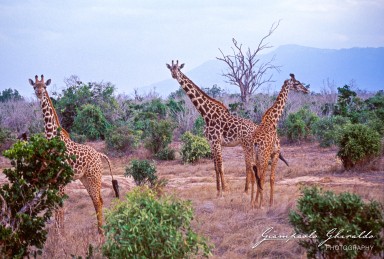 20030821_Kenya_155-2.jpg