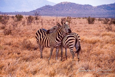 20030821_Kenya_174b.jpg