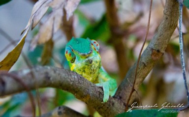 20120806_Madagascar_2900.jpg