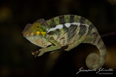 20120806_Madagascar_2913.jpg