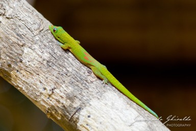 20120806_Madagascar_3038.jpg