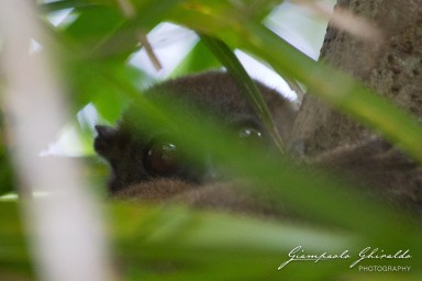 20120806_Madagascar_3055.jpg