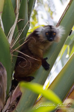 20120806_Madagascar_3062.jpg