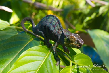 20120806_Madagascar_3202.jpg