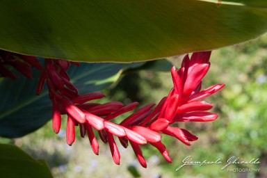 20101004_Mauritius_103.jpg