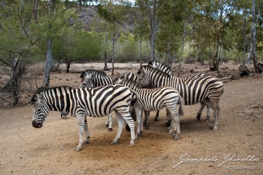 20101004_Mauritius_290.jpg