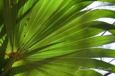 20101004_Mauritius_305.jpg