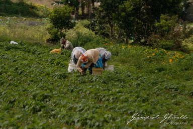 20101004_Mauritius_461.jpg