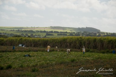 20101004_Mauritius_463.jpg