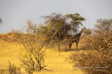 2022-09-13_Namibia_Gia-9859.jpg