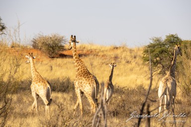 2022-09-13_Namibia_Gia-9867.jpg