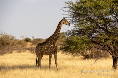 2022-09-13_Namibia_Gia-9871.jpg