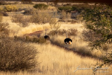 2022-09-13_Namibia_Gia-9894.jpg