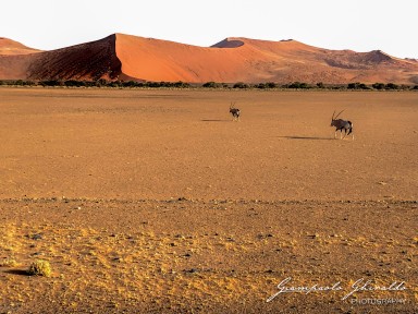 2022-09-15_Namibia_Ant-4686.jpg