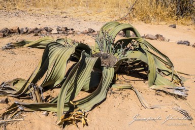 2022-09-19_Namibia_Gia-1048.jpg