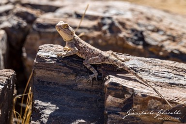 2022-09-19_Namibia_Gia-1057.jpg