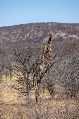 2022-09-20_Namibia_Gia-1308.jpg