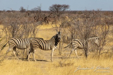 2022-09-20_Namibia_Gia-1313.jpg