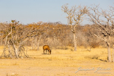 2022-09-21_Namibia_Gia-1362.jpg