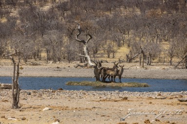 2022-09-21_Namibia_Gia-1505.jpg