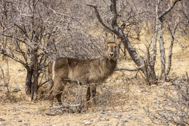 2022-09-21_Namibia_Gia-1511.jpg