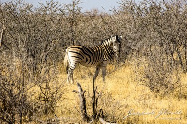 2022-09-21_Namibia_Gia-1557.jpg