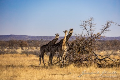 2022-09-21_Namibia_Gia-1562.jpg