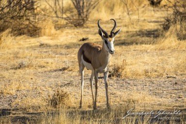 2022-09-21_Namibia_Gia-1573.jpg