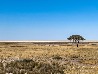 2022-09-22_Namibia_Ant-5220.jpg