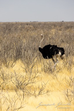 2022-09-22_Namibia_Gia-1796.jpg