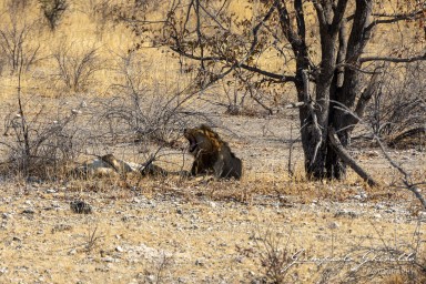 2022-09-22_Namibia_Gia-1884.jpg