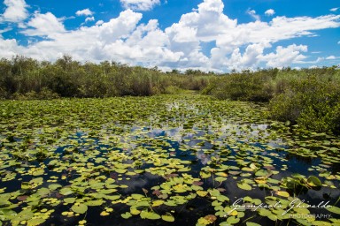 2018-08-22_Florida-5101.jpg