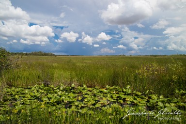 2018-08-22_Florida-5106.jpg