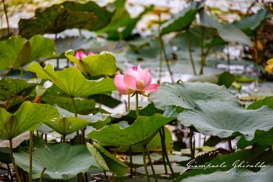 2023-11-19_Siem_Reap-5030.jpg