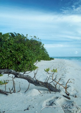 19900800_Maldive_74.jpg