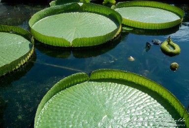 20020300_Orto_Botanico_Padova_019-2.jpg