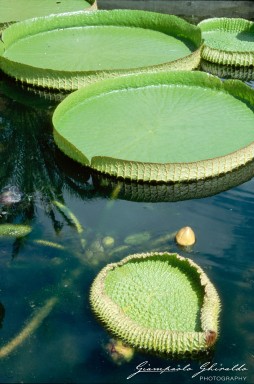 20020300_Orto_Botanico_Padova_020-2.jpg