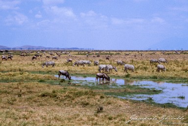 20030821_Kenya_072.jpg