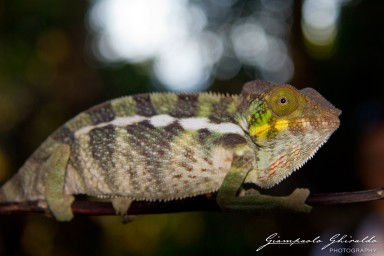 20120806_Madagascar_2895.jpg