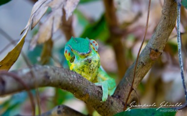 20120806_Madagascar_2900-Migliorato-NR.jpg