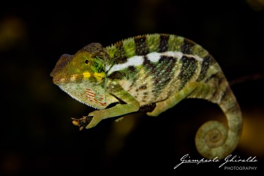 20120806_Madagascar_2913-Migliorato-NR.jpg