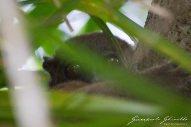 20120806_Madagascar_3055.jpg