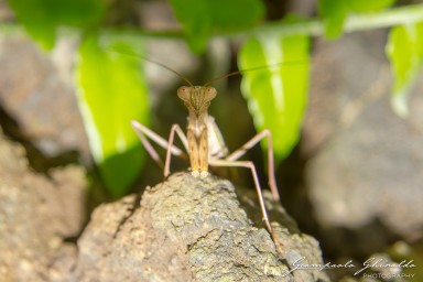 20120806_Madagascar_3145-Migliorato-NR.jpg