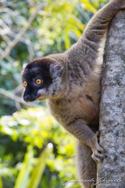 20120806_Madagascar_3167.jpg